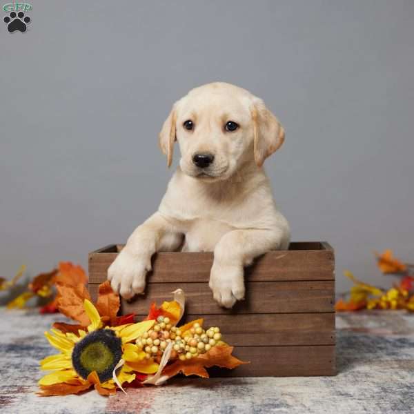 Ava, Black Labrador Retriever Puppy